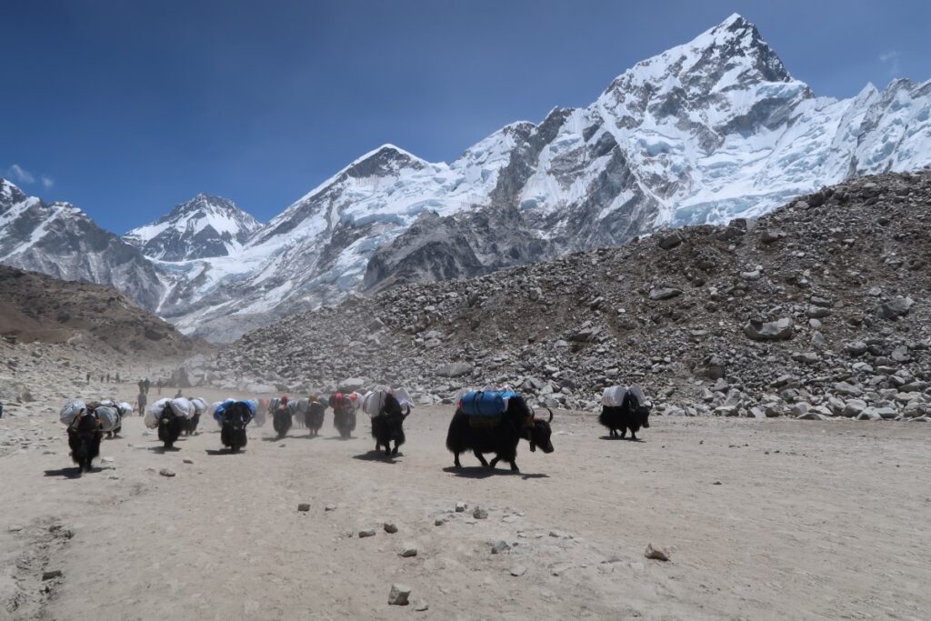yaks carrying material from Mount Everest base camp in Himalaya Nepal